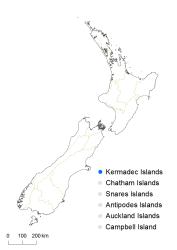 Cyathea kermadecensis distribution map based on databased records at AK, CHR, OTA and WELT.
 Image: K. Boardman © Landcare Research 2015 CC BY 3.0 NZ